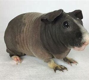 Skinny Pig - Male