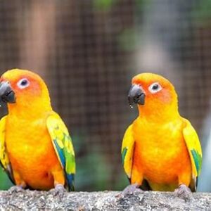 Conures - Sun