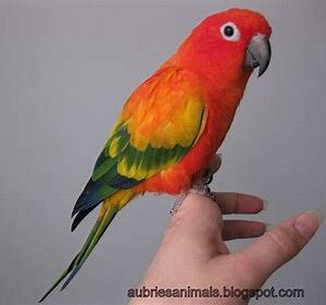 Conures - Sun (Red Factor)