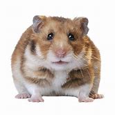 Hamsters - Teddy Bear Male