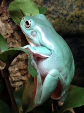 Frog - Australian Whites Tree Asst