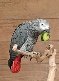 Congo African Grey - HF