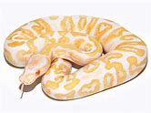 Ball Python - Albino GHI