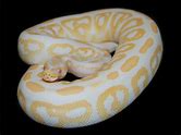 Ball Python - Albino Black Pastel