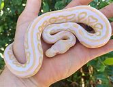 Ball Python - Albino Cinnamon Yellowbelly