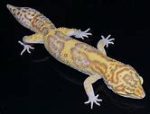 Leopard Gecko - Albino Eclipse
