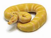 Ball Python - Albino Enchi