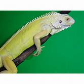 Albino Iguanas