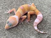 Leopard Gecko - Albino