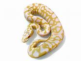 Ball Python - Albino Leopard Pastel