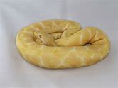 Ball Python - Albino Pastel Yellowbelly