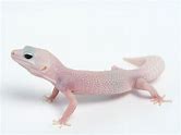 Leopard Gecko - Albino Patternless