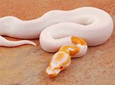 Ball Python - Pied Albino