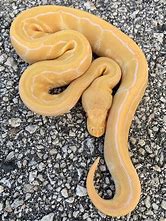 Ball Python - Albino Pinstripe