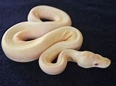 Ball Python - Albino Spinnerblast