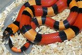 Milksnake - Pueblan Apricot