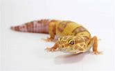 Leopard Gecko - Aptor