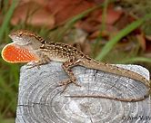 Bahaman Anole