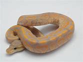 Ball Python - Banana Cinnamon