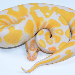 Ball Python - Banana Enchi