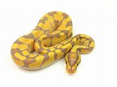 Ball Python - Banana Enchi Yellowbelly