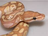 Ball Python - Banana Mojave