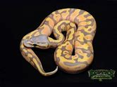 Ball Python - Banana Yellowbelly Pastel