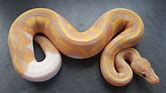 Ball Python - Pied Banana