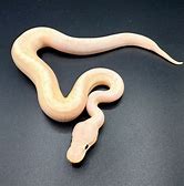 Ball Python - Banana Pinstripe