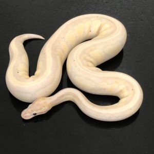 Ball Python - Banana Spector