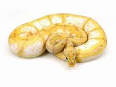 Ball Python - Banana Spider