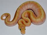 Ball Python - Banana Spinner