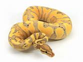 Ball Python - Banana Yellowbelly