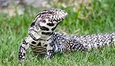 Black and White Tegu