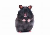 Hamsters - Black Bear Male