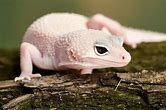 Leopard Gecko - Blizzard