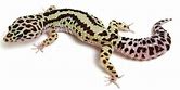 Leopard Gecko - Bold Stripe