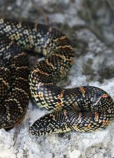 Kingsnake - Brooks