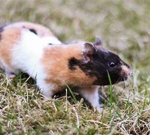 Hamsters - Calico Tortoise Shell Female