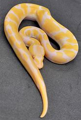 Ball Python - Candino Enchi
