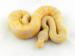 Ball Python - Candino Pastel