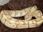 Ball Python - Candy