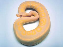 Ball Python - Candy Cinnamon