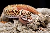Gecko - Central American Banded