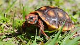 Red Foot Tortoise - Cherry Head CB