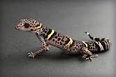 Chinese Cave Geckos