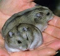 Hamster - Chinese Female