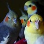 Cockatiels - Assorted Color Mutations
