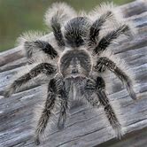 Tarantula - Curly Hair CB