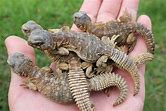 Uromastyx - Egyptian
